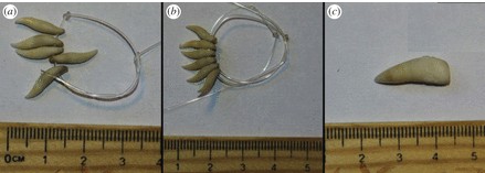 Monili isole Solomon realizzati con denti cetacei